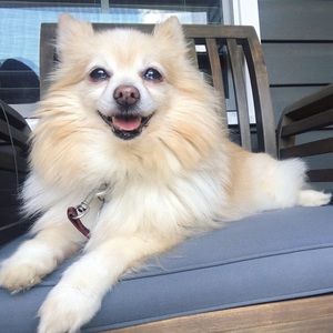 Meet your Posher, Toni